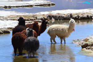 ALTIPLANO TARAPACA